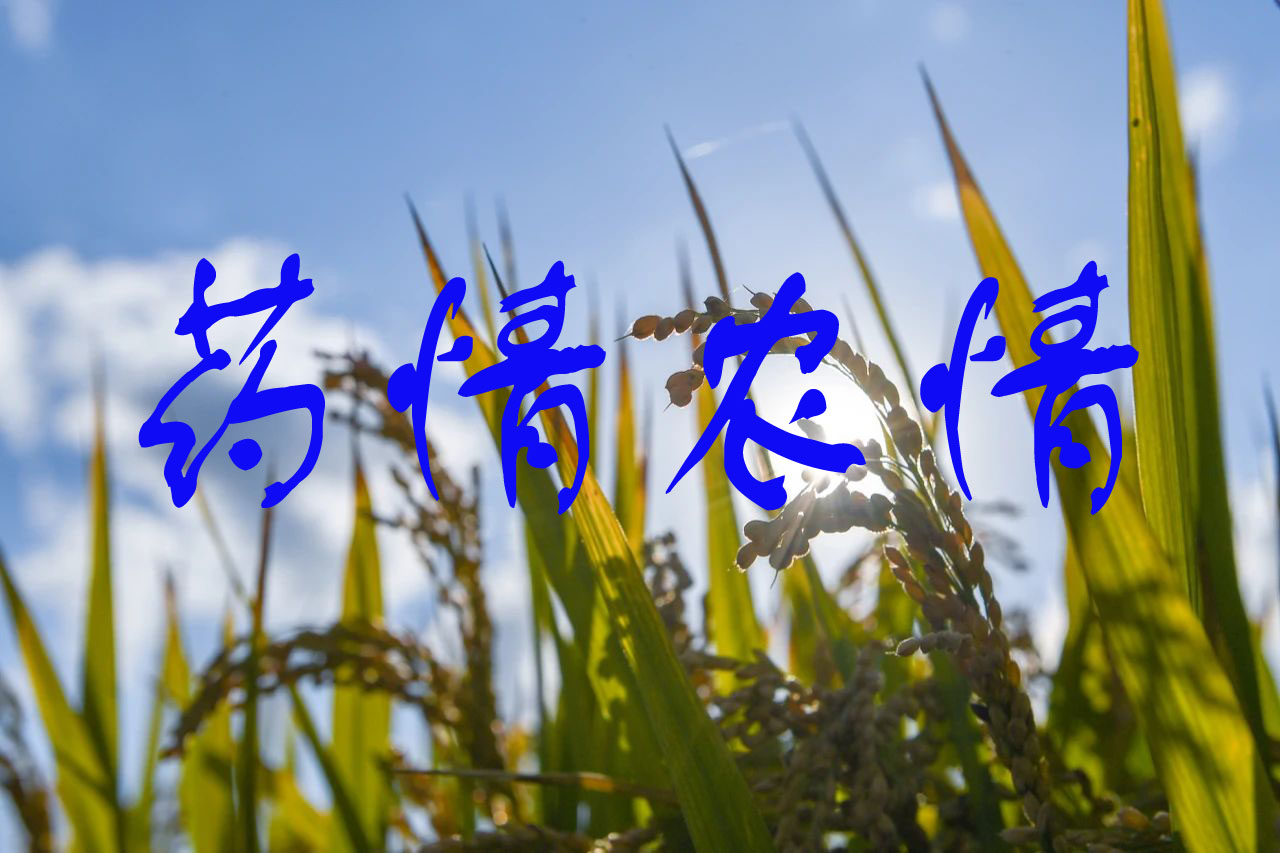 2025年秋播冬油（yóu）菜苗（miáo）期病蟲害防控技術指導意見