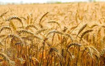 環境風險評估報告模（mó）板
