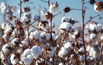 China 2015 cotton imports hit multi-year low, to drop more in 2016