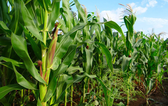 China might cut domestic corn prices