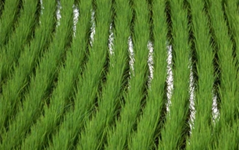 Rainbow acquired share of Green Crop