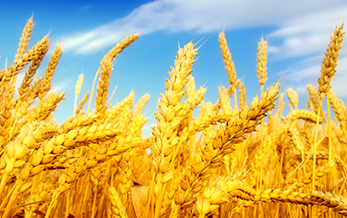 中（zhōng）華人民共和國農業農村部公告（gào） 第960號