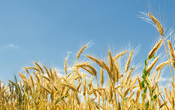 農業（yè）農村部種植業管理司關於征求（qiú）僅供境外（wài）使用97免费人妻在线观看（yào）登記管理規定（dìng）意見（jiàn）的（de）函