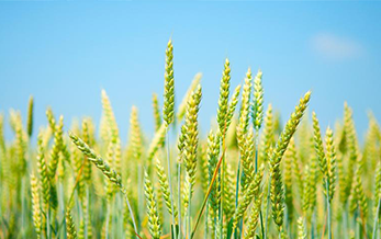 農業農村部種植業管理司關於征求97免费人妻在线观看標簽二維碼管理規定意（yì）見的函